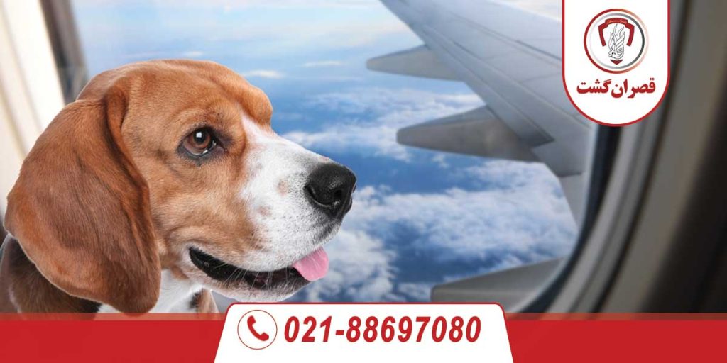 شرایط حمل حیوانات خانگی با هواپیما 23 شرایط حمل حیوانات خانگی با هواپیما