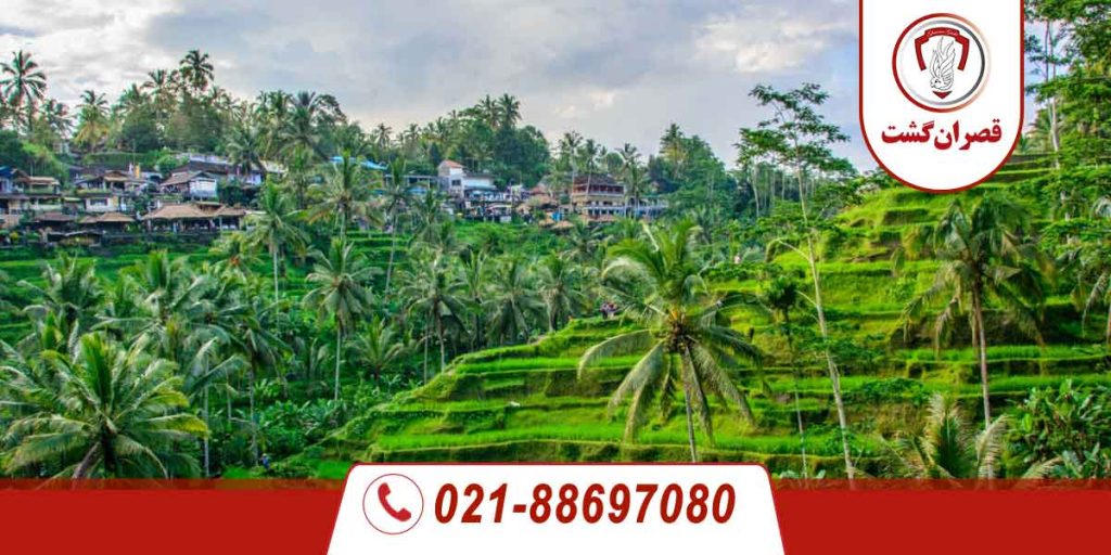 تور بالی (کوتا+اوبود) 1 تور بالی